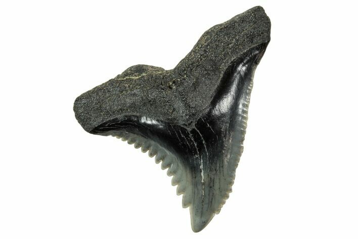 Snaggletooth Shark (Hemipristis) Tooth - South Carolina #240340